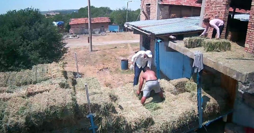 Люцерна малки бали