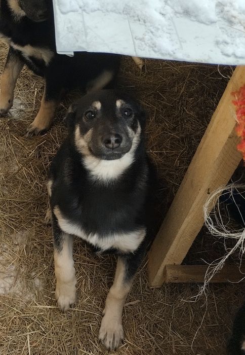 Отдам в добрые руки