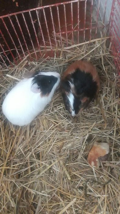 Продам морских свинок