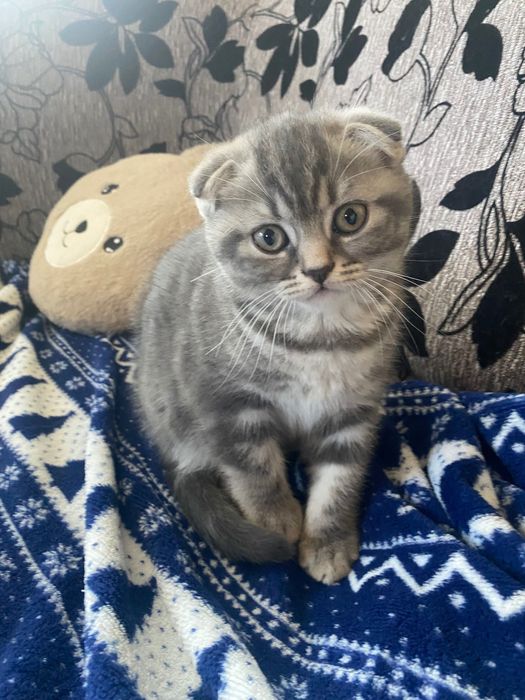 Шотландски клепоухи