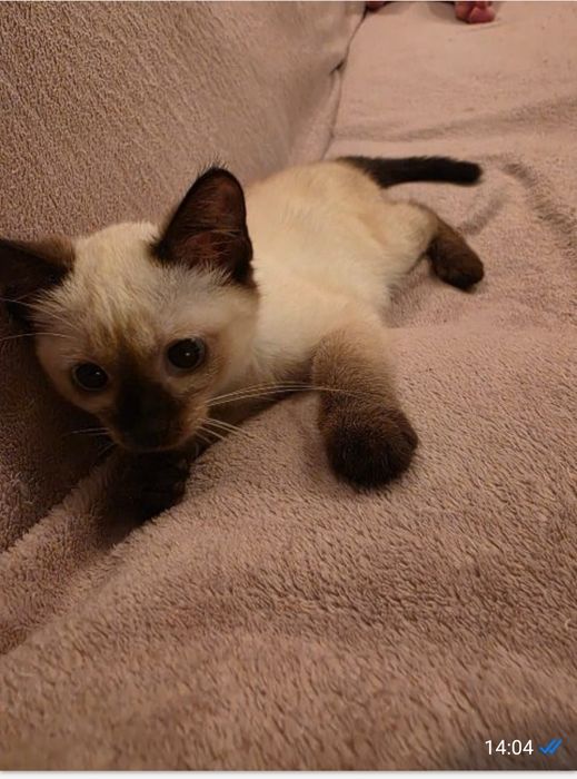 Котёнок  ищет дом