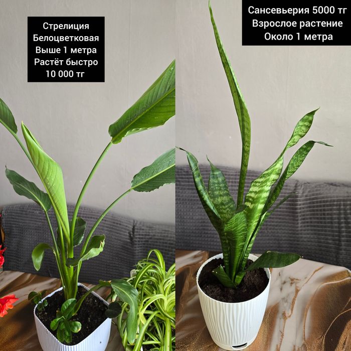 Комнатные растения цветы