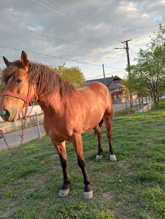 Vând mânză de 3 ani
