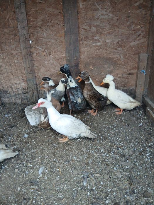 Rațe moțate de vânzare