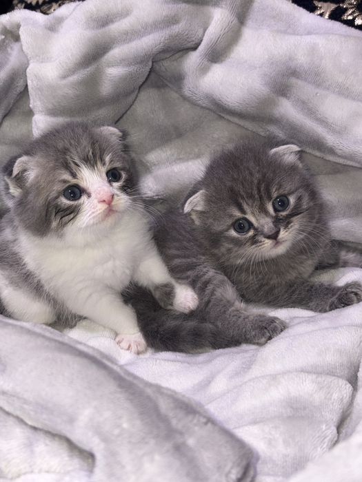 Котята скоттиш фолд + родители.
