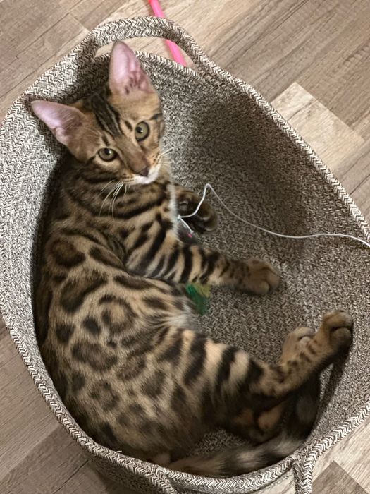 Бенгалско котенце