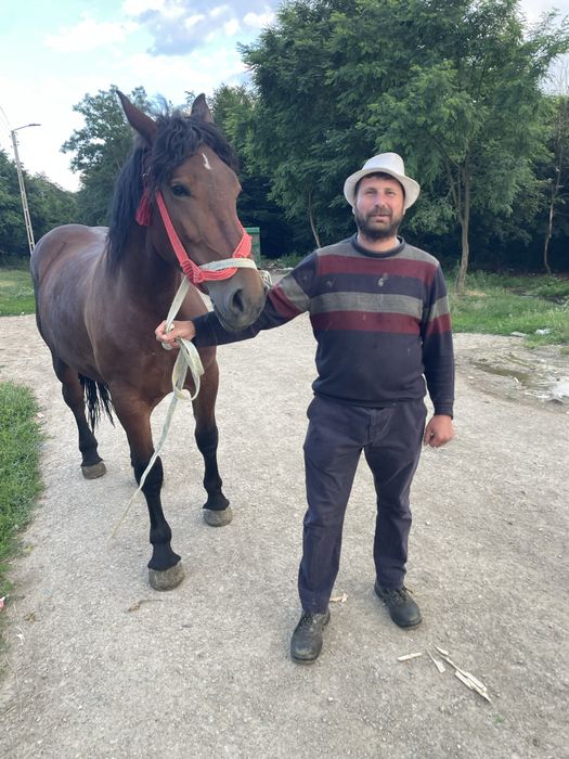 Vand mănză de doi ani