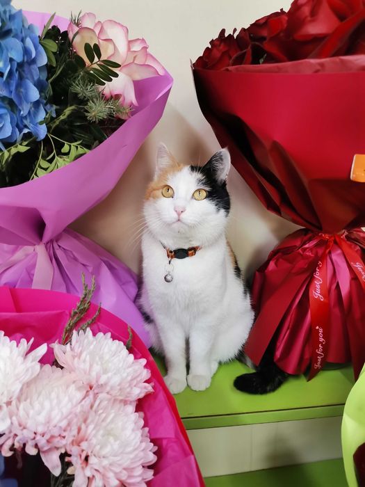 Кошечка ищет хозяина