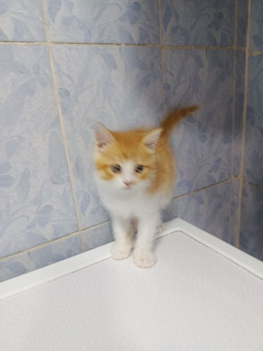 Продается кошечка девочка