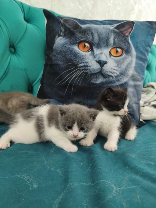 Британские котята