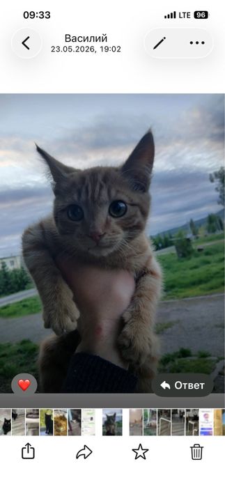 Солнечный котик ищет семью
