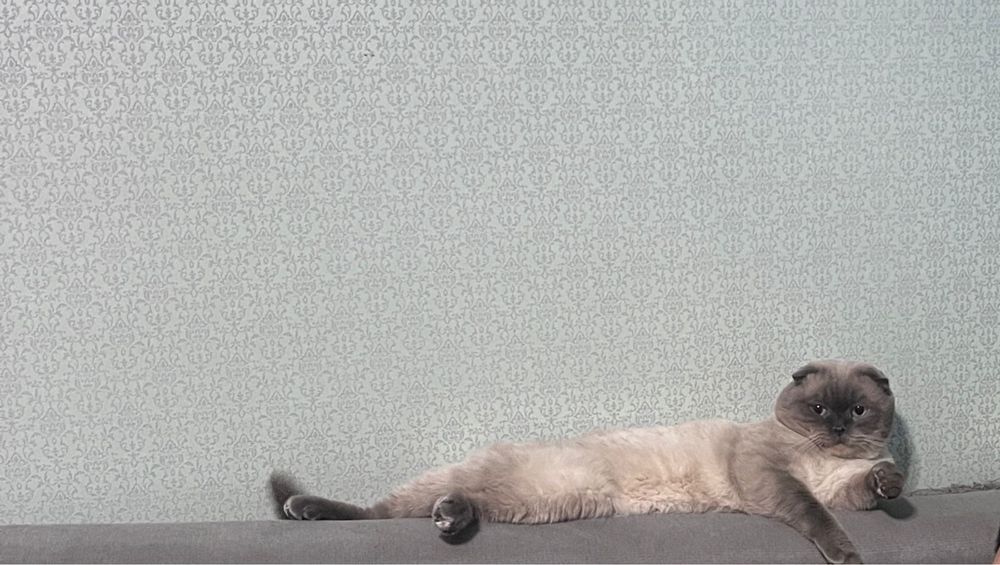Кот ищет кошку, вязка