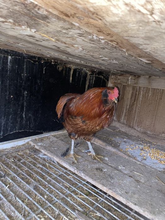 Cocosi australorp si araucana