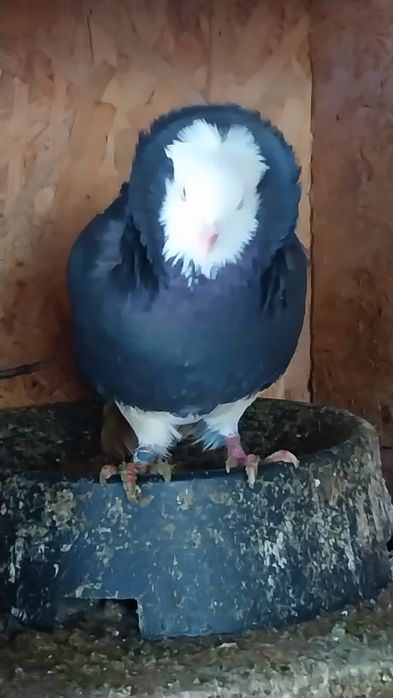 Vând porumbei ornamente