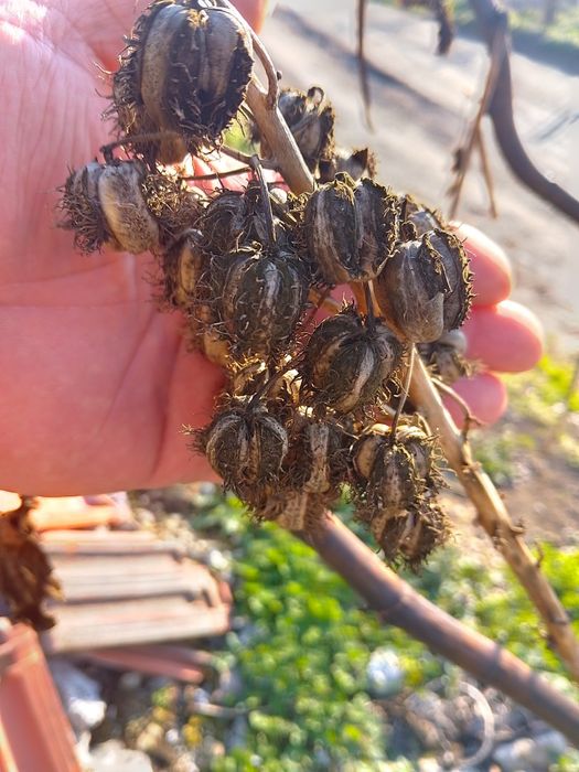 Семена Рицин (кърлеж)