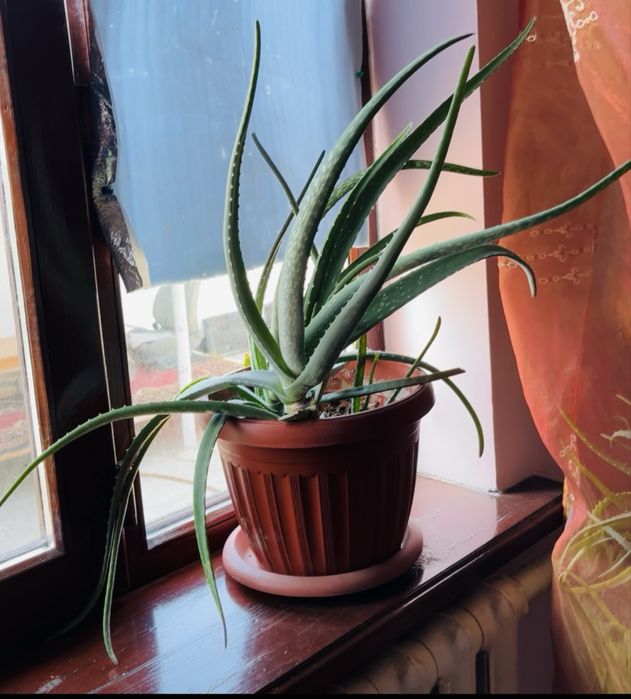 Алоэ Вера и Столетник