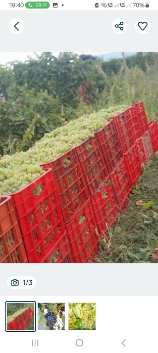 Struguri de vin de fffoarte bună calitate selectati