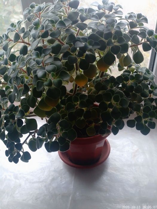 Аихризон комнатный.