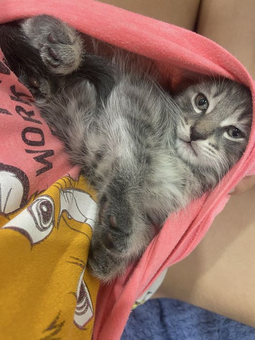 Отдам котенка бесплатно