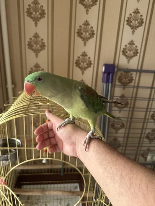 Александрийские попугаи