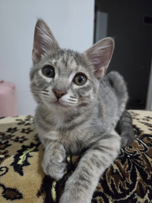 Отдам в добрые руки котенок
