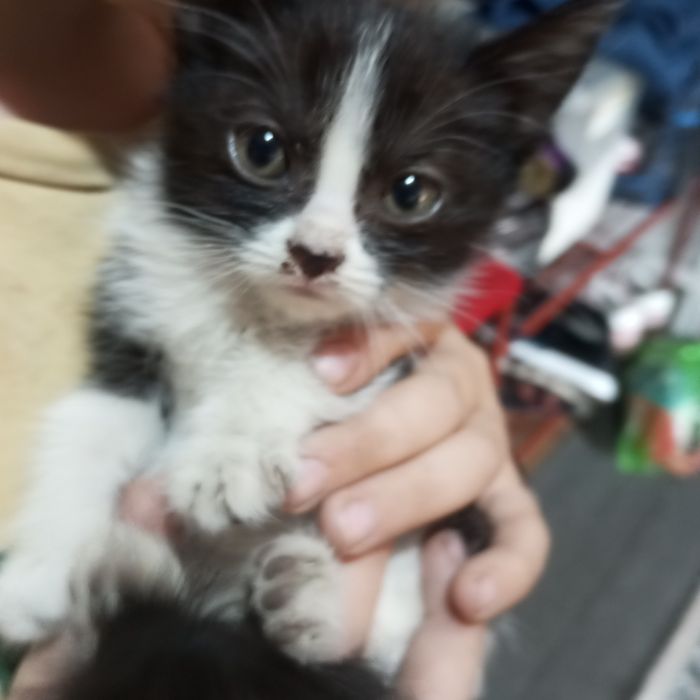 Отдам котят 2 мальчика и 2 девочки