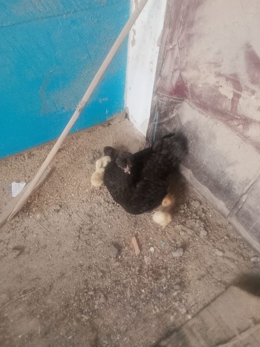 Продам кур и цыплят