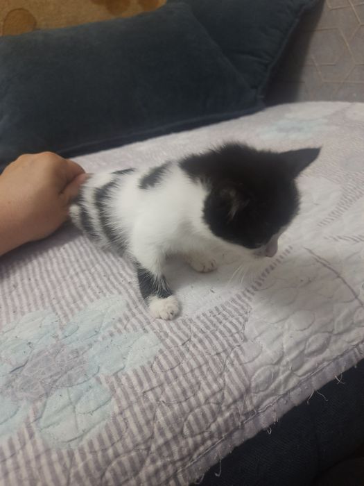 КОТЁНОК в добрые руки даром, к лотку приучен ест всё