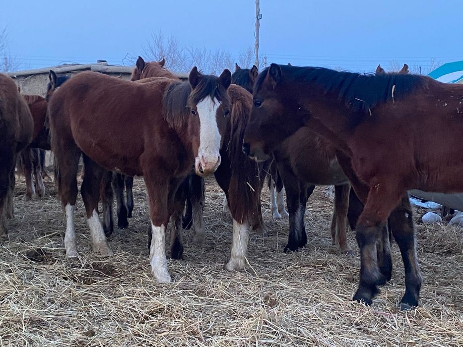 Семіз Тай сатылады