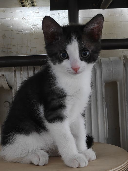 Котенок бесплатно