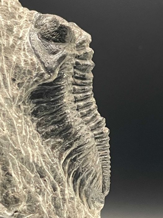 Tрилобит Coltraneia, автентичен фосил