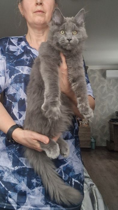 Котята мейн-куны .