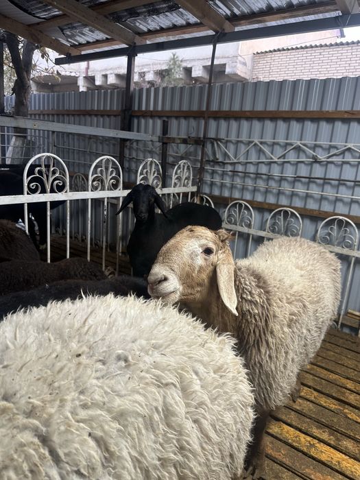 qõchqorlar sotiladi