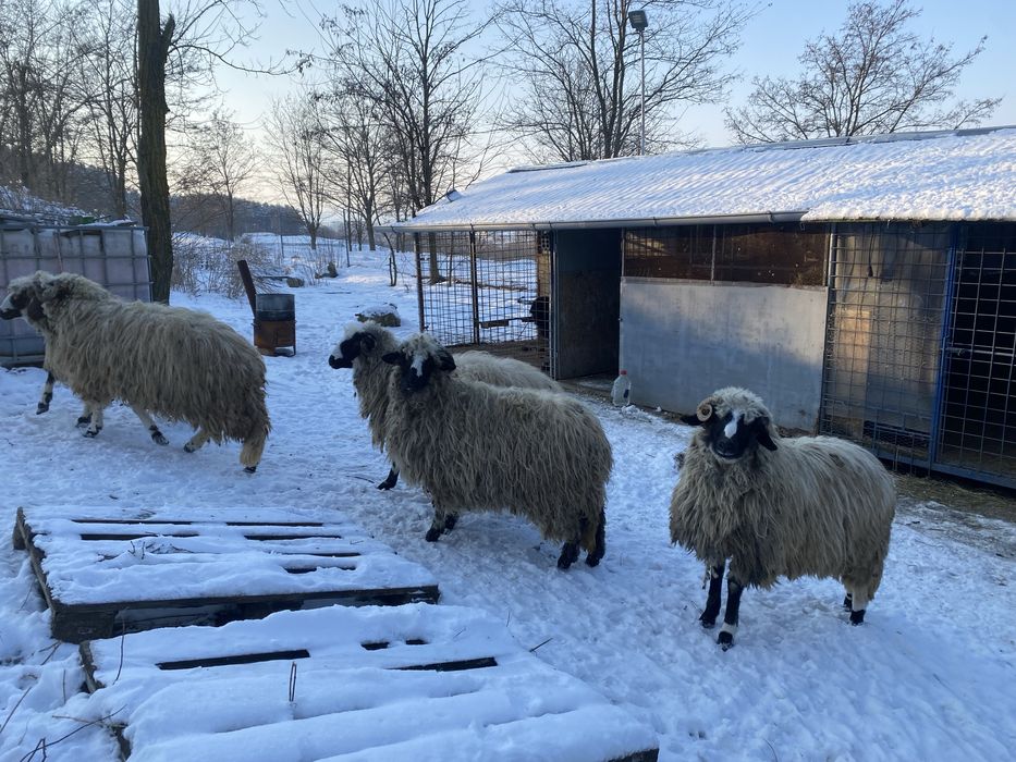 Turcana breaza de hateg