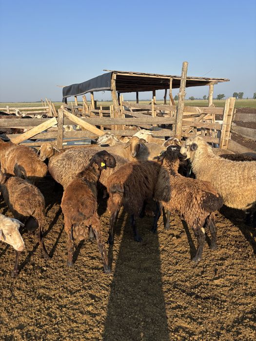 Есть на продаже бараный