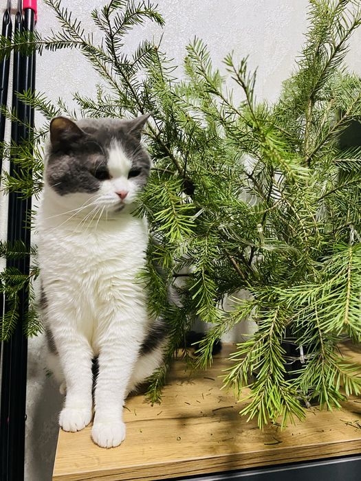 Отдам кошку в добрые руки