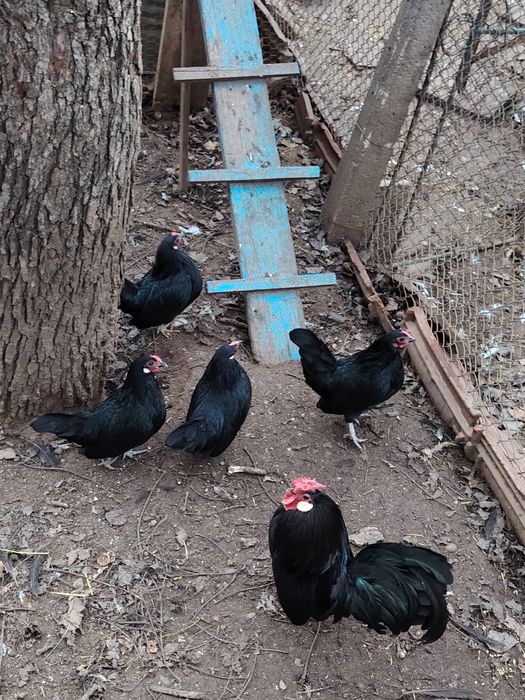 Продавам кокошки розкомб