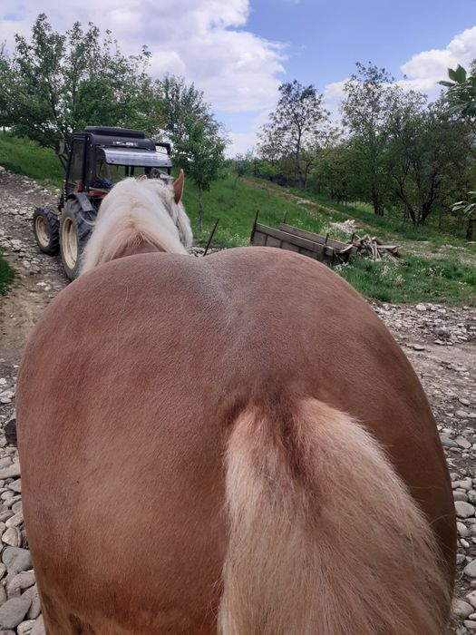 Mânz de vanzare de 3 ani Salva