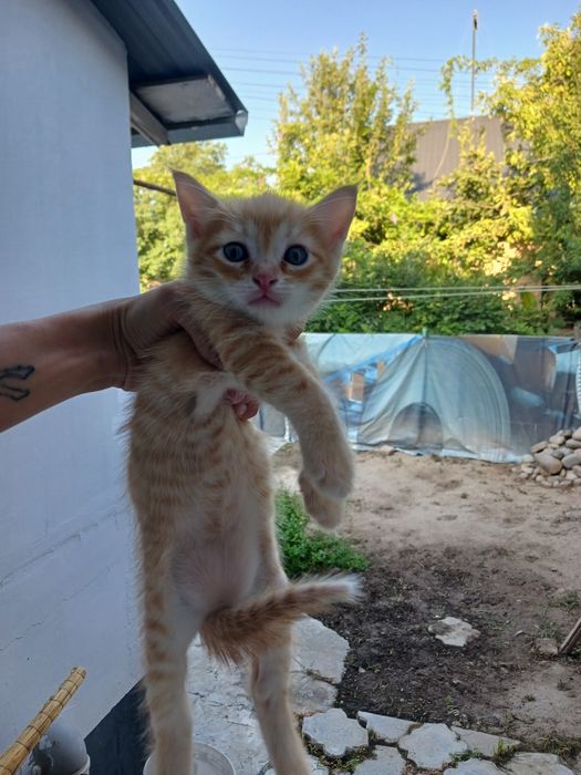 Отдам котят в добрые и ласковые руки