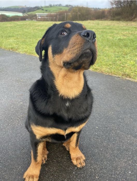 Отдам щенков в добрые руки.