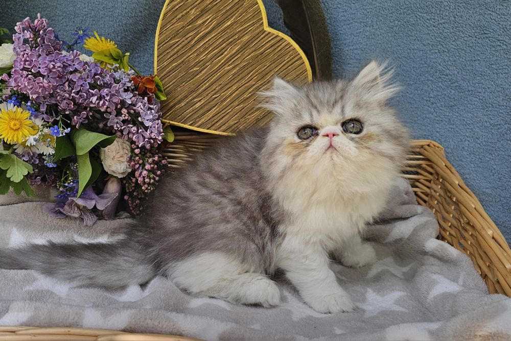 Персийски котенца
