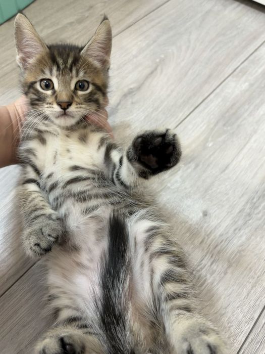 Мейн куны котята