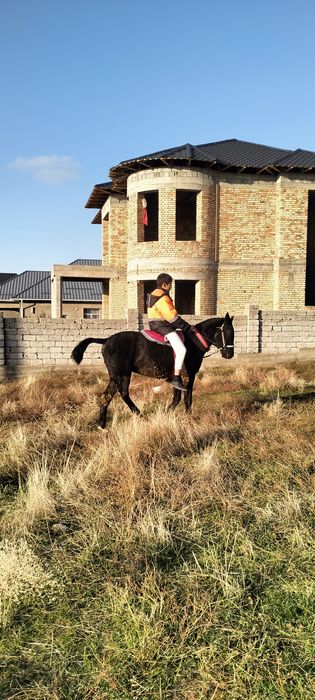 Палтарашкы таи сатылад