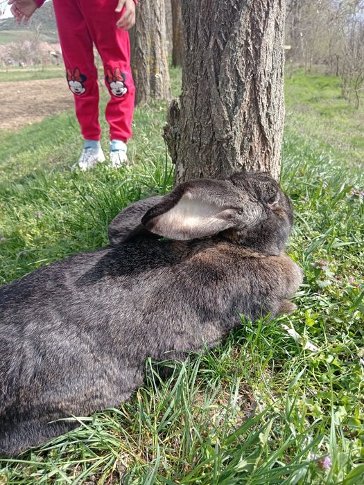 Iepuri masiv german și belgian