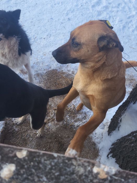 Пристраиваются в добрые ручки