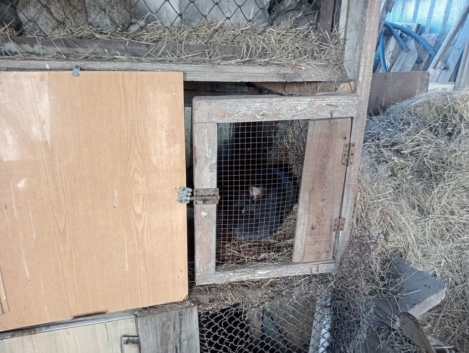 Продам кроликов,от3т.т