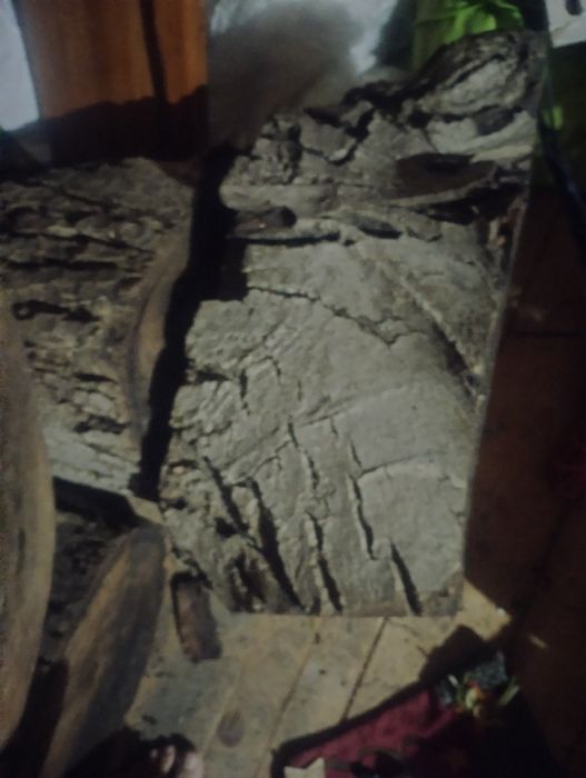 Buturuga, butuc, trunchi, tulpină nuc uscat