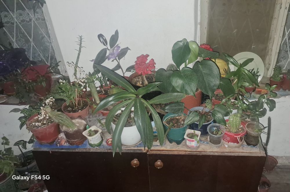 Продам цветы очень дёшево много видов цветы есть.