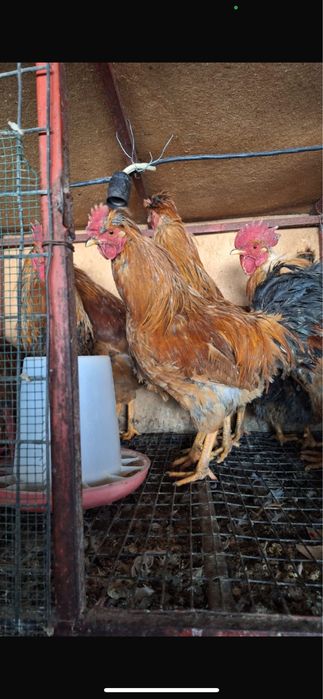 Продам петухов 8 месяцев