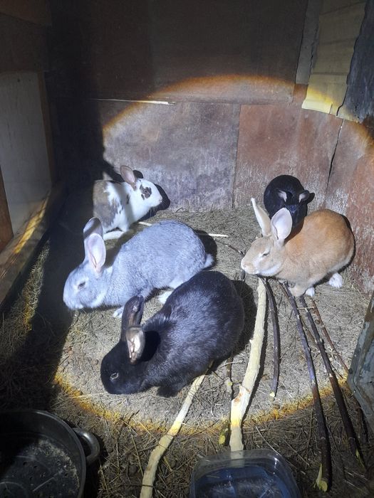 Продам крупных  кроликов.